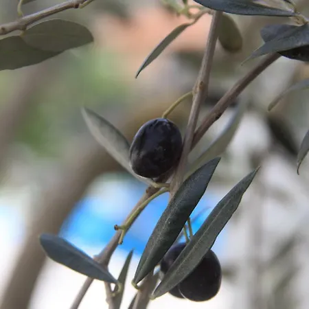 Вилла 3 Bedroom In Parecag With A Swimming Pool