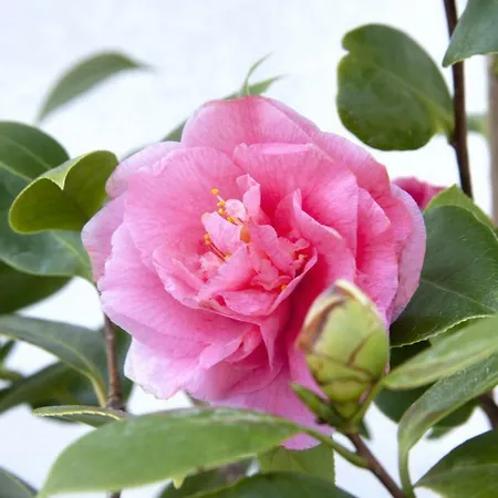 3 Bedroom In Parecag With A Swimming Pool Vila Secovlje