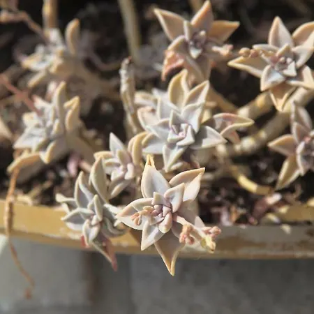 3 Bedroom In Parecag With A Swimming Pool Villa Sečovlje