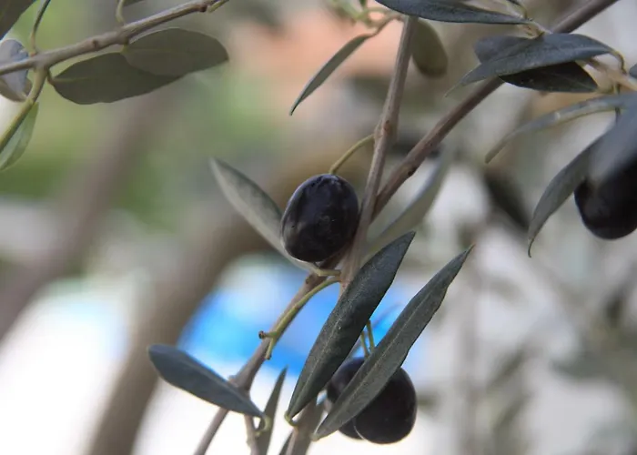 Villa 3 Bedroom In Parecag With A Swimming Pool