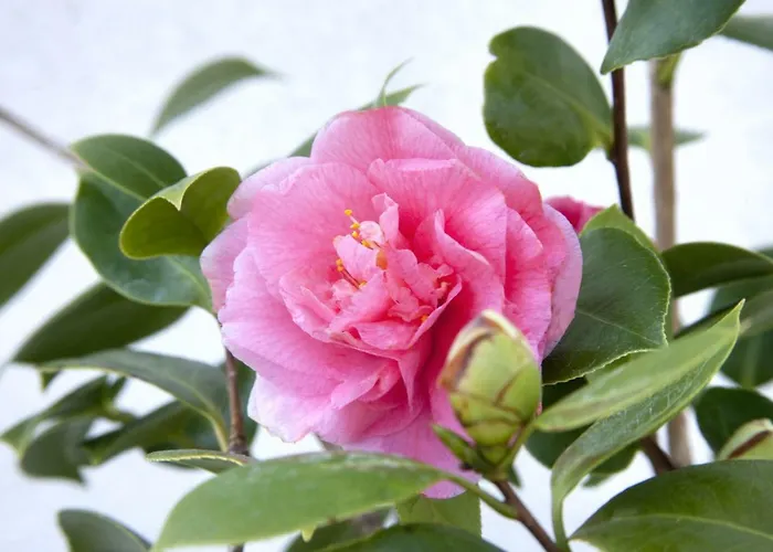 3 Bedroom In Parecag With A Swimming Pool Вилла Сечовле