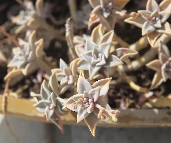 3 Bedroom In Parecag With A Swimming Pool Вилла Сечовле