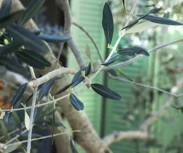 3 Bedroom In Parecag With A Swimming Pool Sečovlje